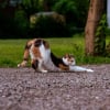 Illustration : Pourquoi votre chat s'&eacute;tire-t-il longuement &agrave; chaque fois qu'il se l&egrave;ve ?