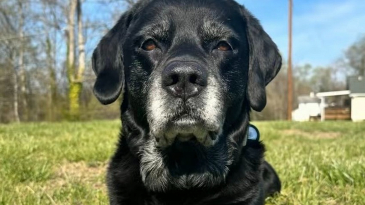 Illustration : "Ce chien de 16 ans apporte plusieurs jouets à son maître stressé par un appel téléphonique (vidéo)"