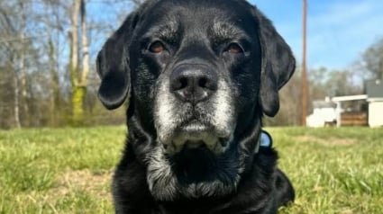 Illustration : Ce chien de 16 ans apporte plusieurs jouets &agrave; son ma&icirc;tre stress&eacute; par un appel t&eacute;l&eacute;phonique (vid&eacute;o)