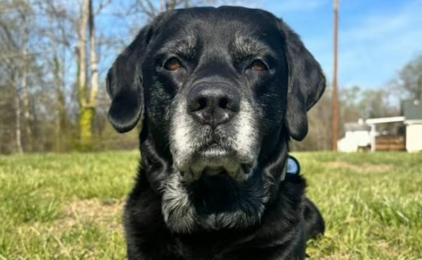 Ce chien de 16 ans apporte plusieurs jouets à son maître stressé par un appel téléphonique (vidéo)