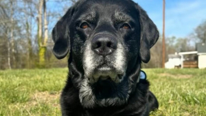 Illustration : Ce chien de 16 ans apporte plusieurs jouets à son maître stressé par un appel téléphonique (vidéo)