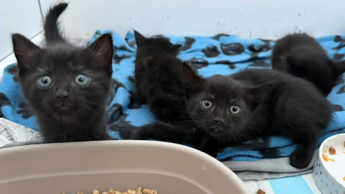 Illustration : "Des chatons abandonnés dans un carton sont secourus, les derniers retrouvés dans un arbre le lendemain"