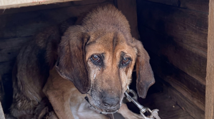 Illustration : Ce chien encha&icirc;n&eacute; pendant 19 ans a d&eacute;couvert le confort et les caresses au refuge avant de s&rsquo;&eacute;teindre