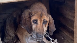 Illustration : Ce chien enchaîné pendant 19 ans a découvert le confort et les caresses au refuge avant de s’éteindre