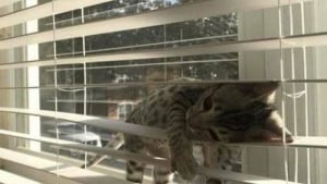 Illustration : "Ces 12 chats prouvent que l’on peut être à l’aise dans n’importe quelle position"