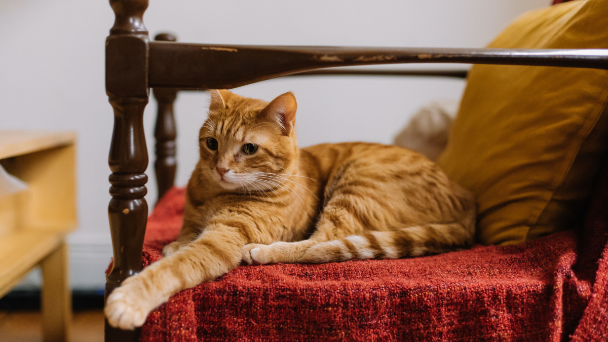 Illustration : "9 raisons possibles pour lesquelles votre chat prend votre place quand vous quittez votre fauteuil"