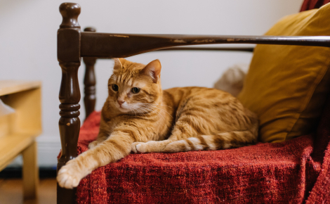 9 raisons possibles pour lesquelles votre chat prend votre place quand vous quittez votre fauteuil