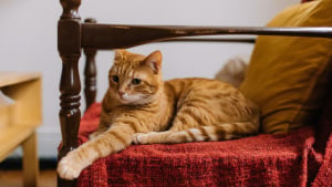 Illustration : "9 raisons possibles pour lesquelles votre chat prend votre place quand vous quittez votre fauteuil"