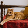 Illustration : 9 raisons possibles pour lesquelles votre chat prend votre place quand vous quittez votre fauteuil