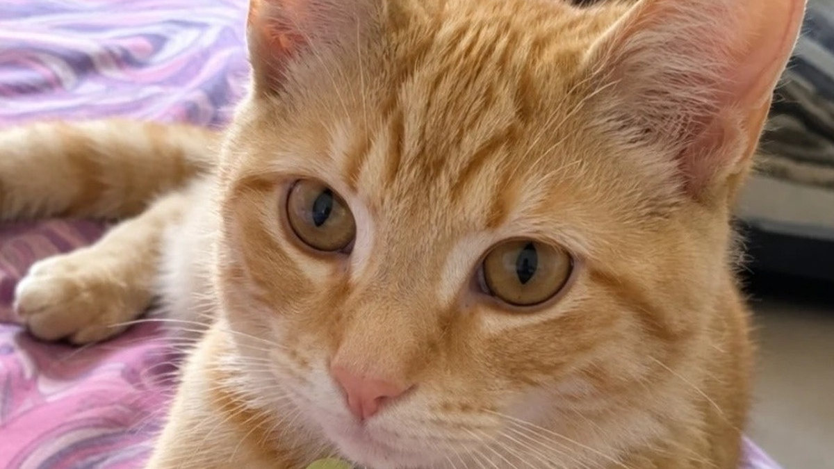 Illustration : "Elle ne devait garder ce chaton malade et blessé qu’une seule nuit, avant de changer d’avis"