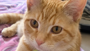 Illustration : Elle ne devait garder ce chaton malade et blessé qu’une seule nuit, avant de changer d’avis