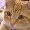 Illustration : Elle ne devait garder ce chaton malade et bless&eacute; qu&rsquo;une seule nuit, avant de changer d&rsquo;avis
