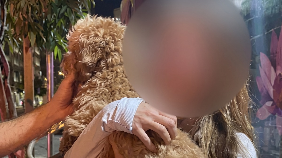 Illustration : "Les images de vidéosurveillance du quartier mettent la police sur la piste d'un chien volé quelques heures auparavant"