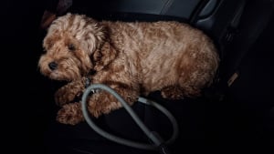 Illustration : Les images de vid&eacute;osurveillance du quartier mettent la police sur la piste d'un chien vol&eacute; quelques heures auparavant