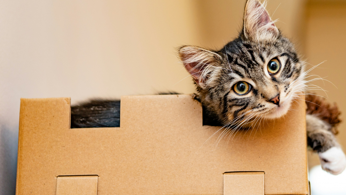 Illustration : "Les chats sont capables de se faufiler partout car ils n'ont pas d'os, vrai ou faux ?"