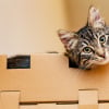 Illustration : Les chats sont capables de se faufiler partout car ils n'ont pas d'os, vrai ou faux ?