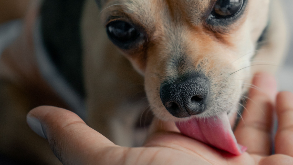 Illustration : "Pourquoi votre chien veut-il à tout prix lécher vos plaies ou vos blessures ?"