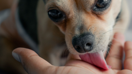 Illustration : Pourquoi votre chien veut-il &agrave; tout prix l&eacute;cher vos plaies ou vos blessures ?