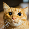 Illustration : Votre chat sait parfaitement quand vous &ecirc;tes en col&egrave;re, selon cette &eacute;tude