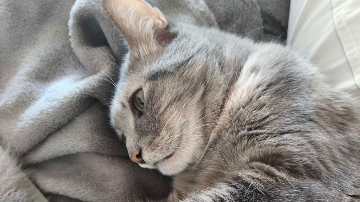 Illustration : "Cette chatte de 13 ans et demi cherche un foyer après avoir vécu chez une personne souffrant du syndrome de Diogène"