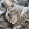 Illustration : Cette chatte de 13 ans et demi cherche un foyer apr&egrave;s avoir v&eacute;cu chez une personne souffrant du syndrome de Diog&egrave;ne