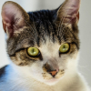 Illustration : 2 policiers sauvent un chat pi&eacute;g&eacute; dans un appartement en feu, puis sont conduits &agrave; l&rsquo;h&ocirc;pital &agrave; cause des fum&eacute;es