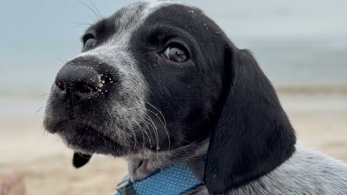 Illustration : "Une jeune chienne découvre la plage pour la première fois, puis s’installe sur le ventre de sa maîtresse (vidéo)"