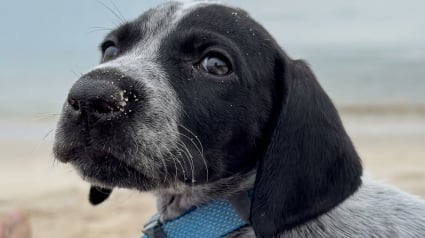 Illustration : Une jeune chienne d&eacute;couvre la plage pour la premi&egrave;re fois, puis s&rsquo;installe sur le ventre de sa ma&icirc;tresse (vid&eacute;o)