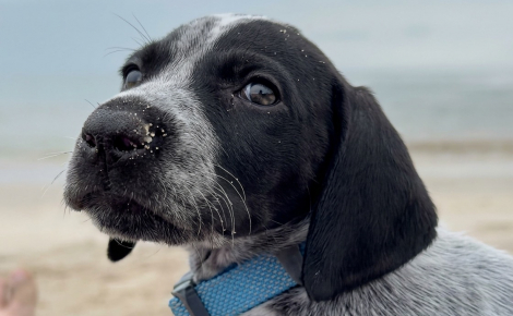 Une jeune chienne découvre la plage pour la première fois, puis s’installe sur le ventre de sa maîtresse (vidéo)