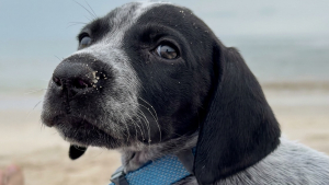 Illustration : Une jeune chienne découvre la plage pour la première fois, puis s’installe sur le ventre de sa maîtresse (vidéo)
