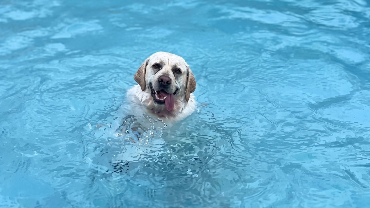 Illustration : "Ce Labrador obsédé par la piscine refuse d'en sortir malgré une pluie battante (vidéo)"