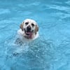 Illustration : Ce Labrador obs&eacute;d&eacute; par la piscine refuse d'en sortir malgr&eacute; une pluie battante (vid&eacute;o)