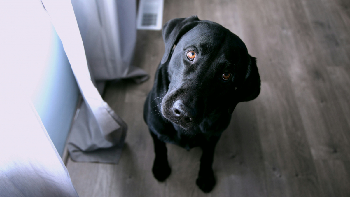 Illustration : "Une étude prouve que les chiens sont capables de vous mentir pour obtenir ce qu'ils veulent"