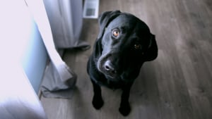 Illustration : "Une étude prouve que les chiens sont capables de vous mentir pour obtenir ce qu'ils veulent"
