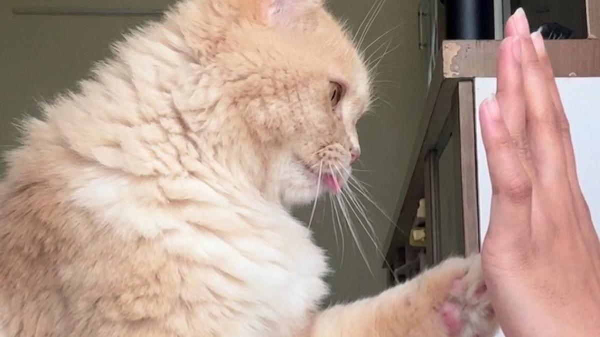 Illustration : "Cette chatte enchaîne 5 tours avec sa maîtresse, donnant la patte avant de faire un high five (vidéo)"