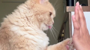 Illustration : Cette chatte enchaîne 5 tours avec sa maîtresse, donnant la patte avant de faire un high five (vidéo)