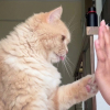 Illustration : Cette chatte encha&icirc;ne 5 tours avec sa ma&icirc;tresse, donnant la patte avant de faire un high five (vid&eacute;o)