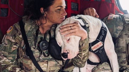 Illustration : Ce chien abandonn&eacute; &agrave; cause de sa surdit&eacute; rejoint une unit&eacute; militaire pour r&eacute;conforter les soldats