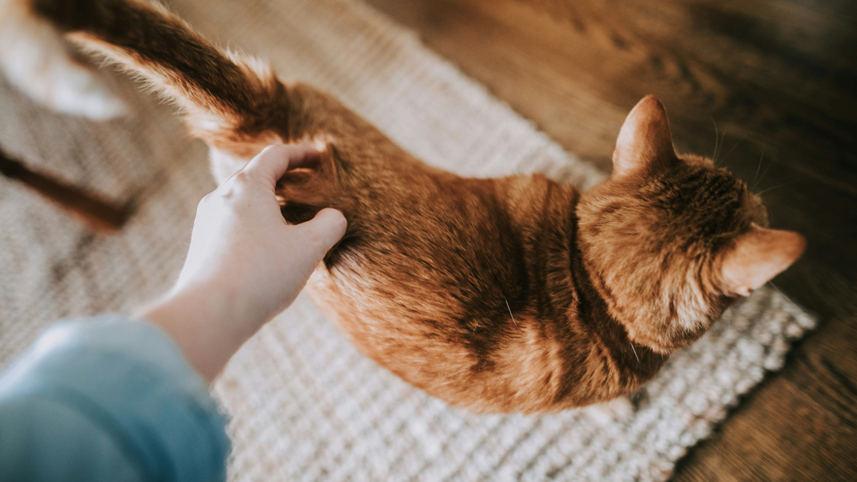 Illustration : "Votre chat écarte les pattes quand vous grattez la base de sa queue, mais ce n’est pas forcément un signe de plaisir"