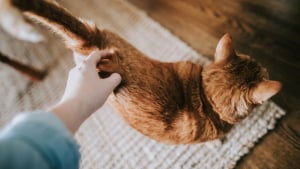 Illustration : "Votre chat écarte les pattes quand vous grattez la base de sa queue, mais ce n’est pas forcément un signe de plaisir"