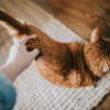 Illustration : Votre chat &eacute;carte les pattes quand vous grattez la base de sa queue, mais ce n&rsquo;est pas forc&eacute;ment un signe de plaisir