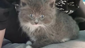 Illustration : Ce chat a été sauvé de la rue à l’âge d’un mois, mais n’a reçu aucune demande d’adoption en un an