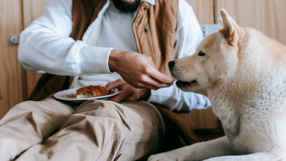 Illustration : "Les chiens peuvent mieux digérer l’amidon que les loups, mais cette capacité varie selon les individus"