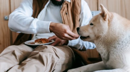 Illustration : Les chiens peuvent mieux dig&eacute;rer l&rsquo;amidon que les loups, mais cette capacit&eacute; varie selon les individus