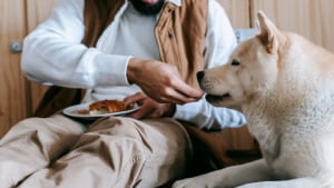 Illustration : "Les chiens peuvent mieux digérer l’amidon que les loups, mais cette capacité varie selon les individus"
