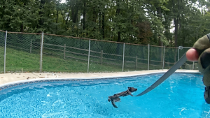 Illustration : Un chien policier épuisé par la chaleur se rafraîchit dans la piscine qu’une famille lui ouvre
