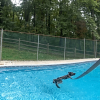 Illustration : Un chien policier &eacute;puis&eacute; par la chaleur se rafra&icirc;chit dans la piscine qu&rsquo;une famille lui ouvre