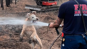 Illustration : Un pompier vient éteindre un feu, mais le chien de la famille tente d’attraper le jet de sa lance