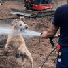 Illustration : Un pompier vient &eacute;teindre un feu, mais le chien de la famille tente d&rsquo;attraper le jet de sa lance