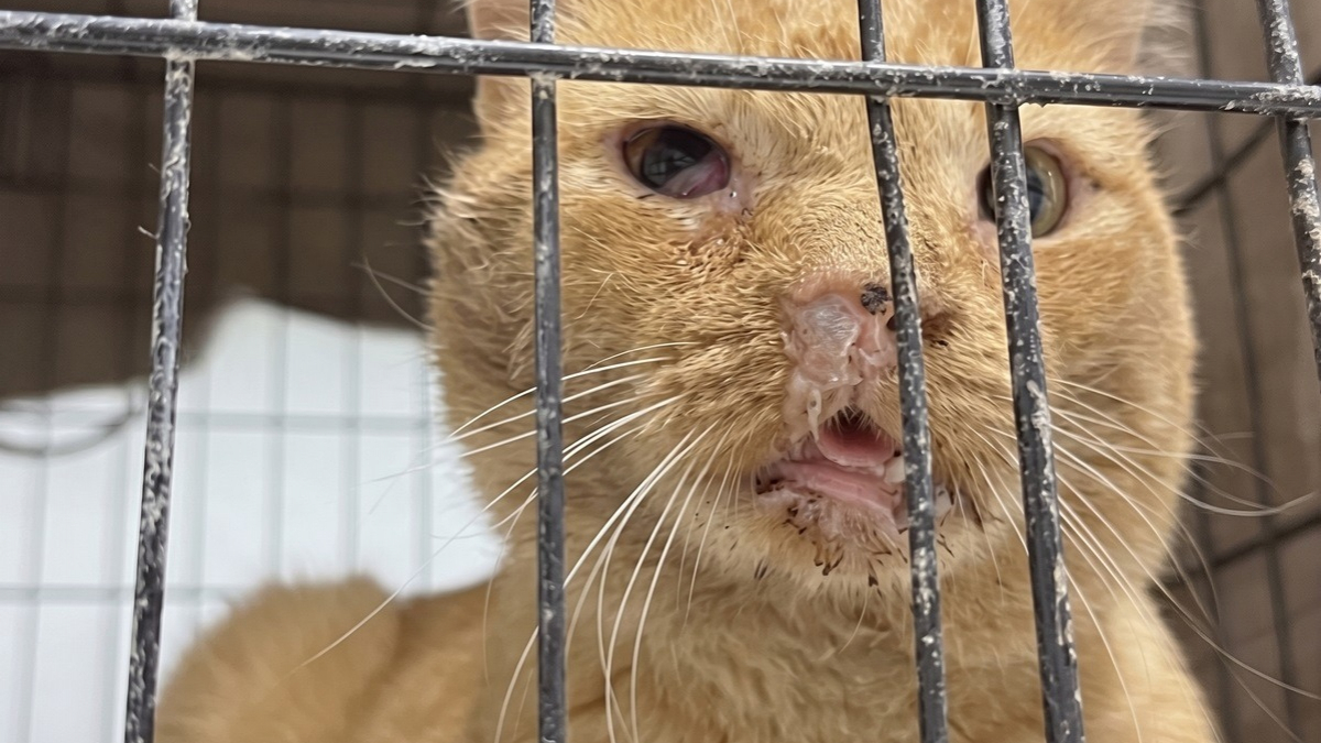 Illustration : "Ce chat de 8 ans est encore nourri à la seringue, mais reste affectueux envers ses bienfaiteurs"